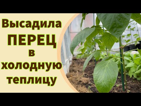 Видео: РАННЯЯ ВЫСАДКА ПЕРЦА В ХОЛОДНУЮ ТЕПЛИЦУ. Что с ним стало? Прищипка рассады перца