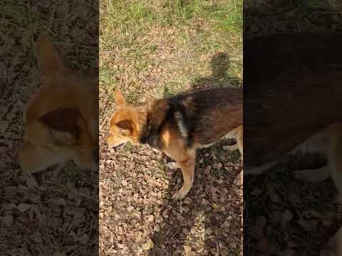 Видео: Привал на реке с собакой Оззи/ Бушкрафт/Вскипятил чай. #bushcraft #собакаоззи #dogeat #природа