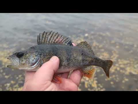 Видео: Окунь на Дроп шот  31.10.2025