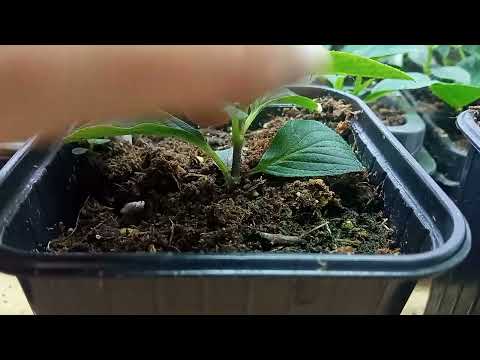 Видео: Саженцы метельчатой гортензии этого года черенкования. Формирование. Прищипка.