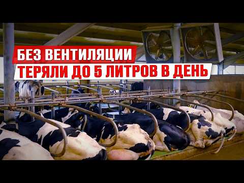 Видео: Как ферма снизила потери молока | Установка вентиляции в коровнике | Микроклимат в коровнике