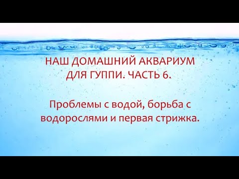 Видео: ДОМАШНИЙ АКВАРИУМ ДЛЯ ГУППИ. ЧАСТЬ 6. ПРОБЛЕМЫ С ВОДОЙ, БОРЬБА С ВОДОРОСЛЯМИ И ПЕРВАЯ СТРИЖКА.