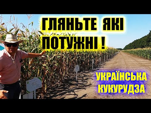 Видео: 🌽ДЕ САМІ БІЛЬШІ "КАЧАНИ" ФАО ВІД 160 ДО 500 КУКУРУДЗА на демо полі