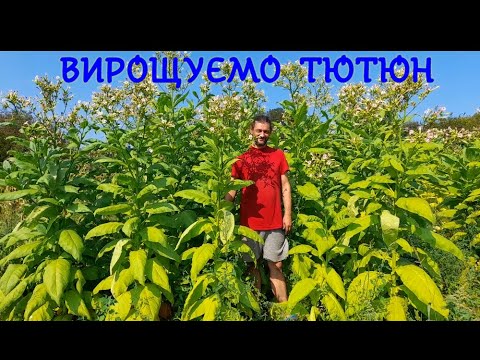 Видео: Ламаємо листя тютюну, основна ломка наприкінці літа. Відповідаємо на ваші запитання.