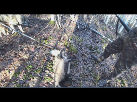 Видео: БАРСУКА ЗАДАВИЛИ СОБАКИ! ОХОТИМСЯ НА ЛОСЯ. НАЧАЛО ЗВЕРОВОГО СЕЗОНА.