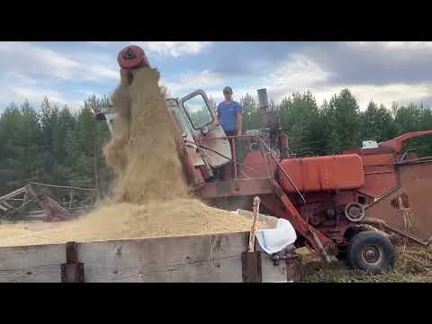 Видео: УБОРКА ОВЦА в поле, где 25 лет росли деревья                       с. Кугушень 2025