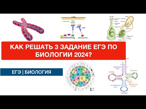 Видео: КАК РЕШАТЬ 3 ЗАДАНИЕ ЕГЭ ПО БИОЛОГИИ 2025??