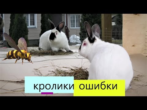 Видео: ОШИБКИ КРОЛИКОВОДОВ что нужно знать занимаясь РАЗВЕДЕНИЕМ КРОЛИКОВ