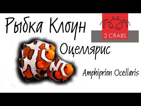 Видео: Рыбка Клоун Оцеллярис. Amphiprion Ocellaris.