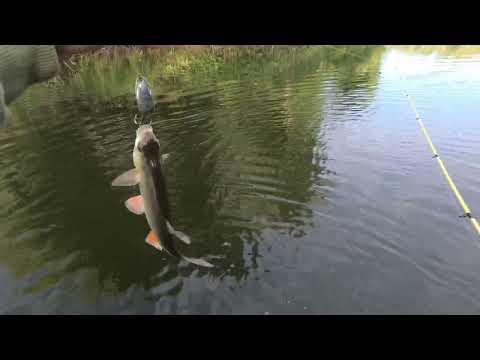 Видео: В поисках хищника по безлюдным местам Ташлинского района!