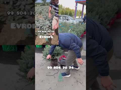 Видео: Арчаларимиз сифати