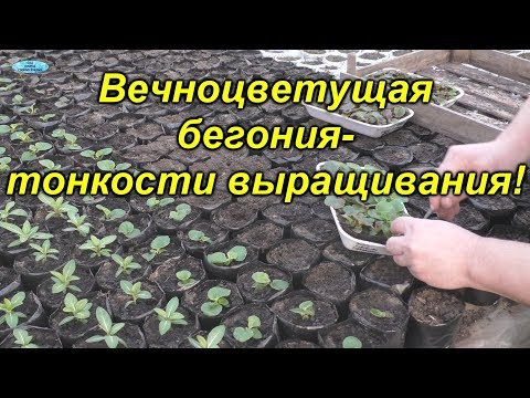 Видео: Выращиваете вечноцветущую бегонию? Тогда это видео специально для Вас!