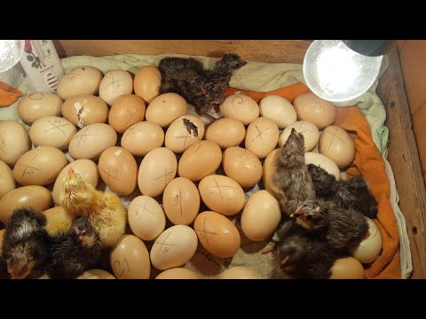 Видео: на 20 день цыплята решили установить рекорд Всё происходит быстро, не успеваю глазом моргнуть😁