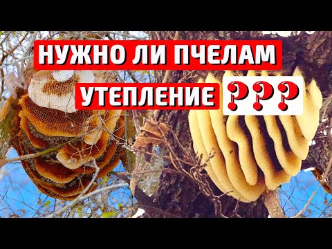 Видео: Вентиляция и утепление пчелиной семьи Сырость в улье Зимовка пчел