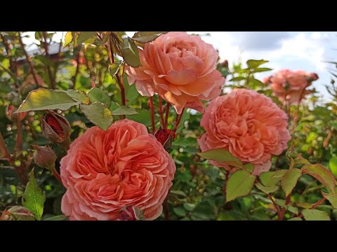 Видео: РОЗЫ🌹Начало цветения🌹Тульская область июнь 2025