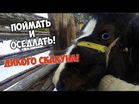 Видео: Поймали дикую лошадь и готовим к объездке  / порода хаски?