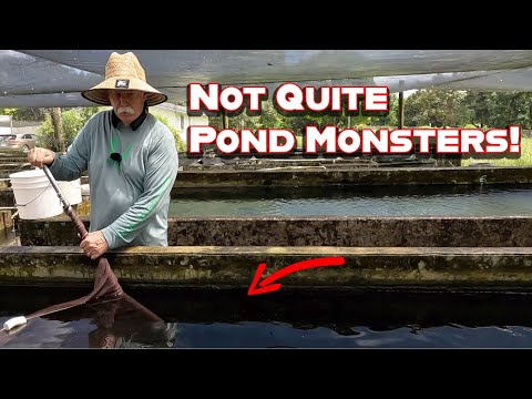 Видео: Пополняем пруд Монстров будущими монстрами пруда!