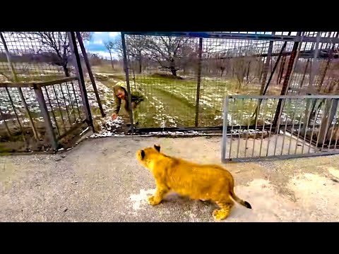 Видео: Вы НЕ ПОВЕРИТЕ, львенок ШерХан попросил Олега Зубкова завести его в саванну где гуляли ВЗРОСЛЫЕ ЛЬВЫ