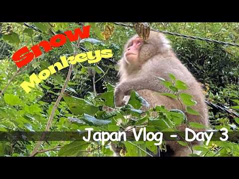 Видео: 🇯🇵 3-й день в Японии | Snow Monkeys in Jigokudani Park 🐒❄️