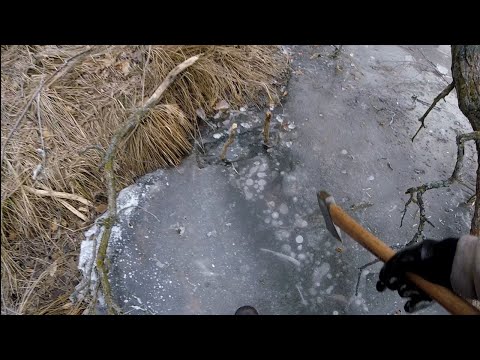 Видео: Как легко найти нору бобра