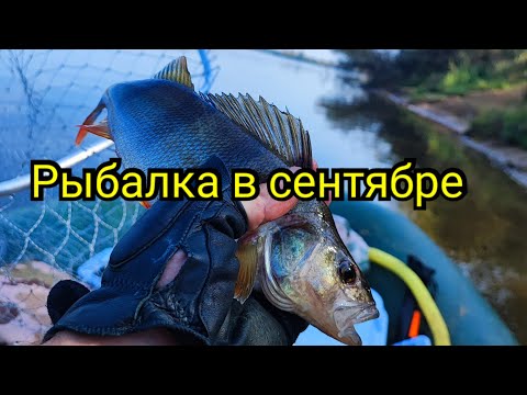 Видео: Троллинг по Вятке. Опять стерлядина. Следы лося.