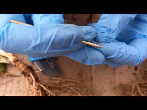 Видео: Галловая корневая нематода на корнях ушковой примулы