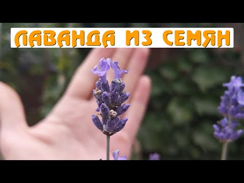 Видео: Как вырастить лаванду из семян. Личный опыт.