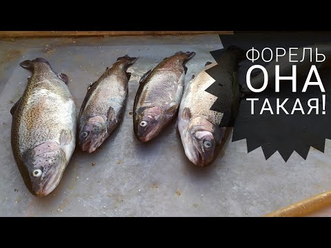 Видео: Форель на Пионерке. 4 хвоста - тоже результат! Платный пруд.