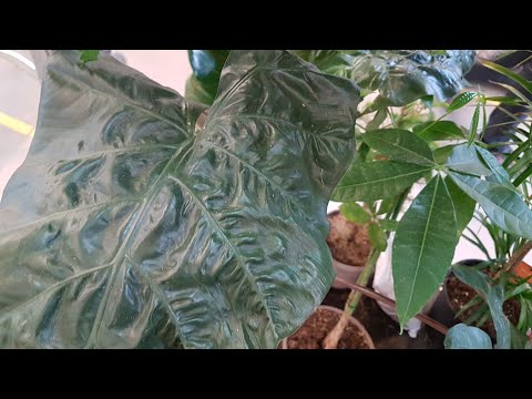 Видео: Уценка растений в Гринвилль, Новосибирск. Какие цены?