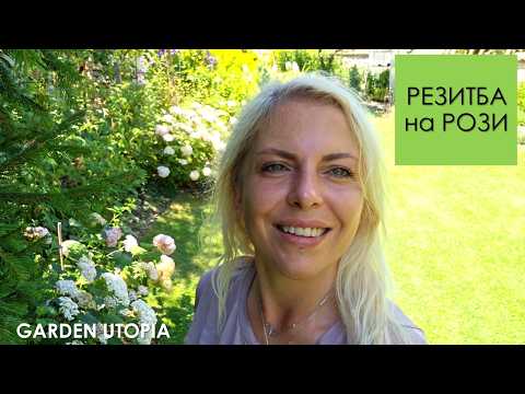 Видео: ПОДРЯЗВАНЕ на РОЗИ през лятото