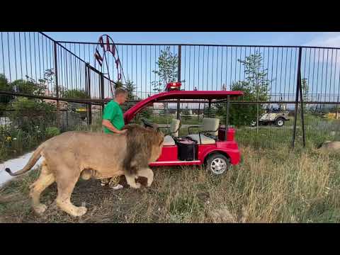 Видео: Я прогоняю вожака львов чтобы молодые львы поели мяса ! Russian Lion man !