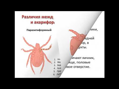 Видео: Отряд клещей. Биология. Систематика. Ассистент Буняева Д.В.