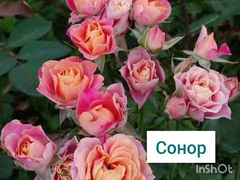 Видео: Як і які троянди обираю я #декоративнийсад