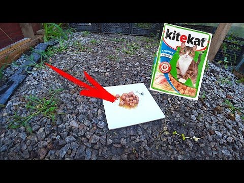 Видео: РЕАКЦИЯ РЫБОК НА KITEKAT | КТО БЫ МОГ ПОДУМАТЬ!?!?