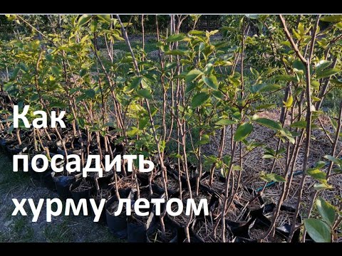 Видео: Хурма в пакетах по очень низкой цене!