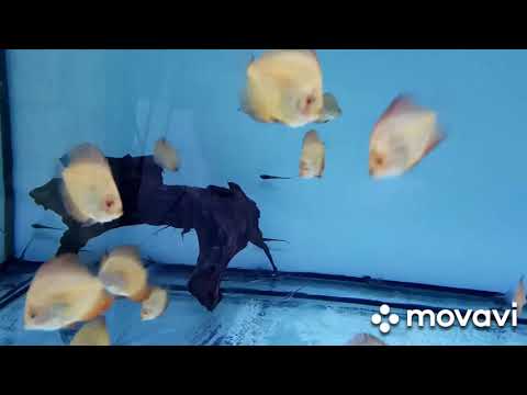 Видео: Разведение Стурисом.