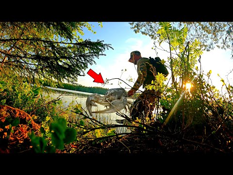 Видео: РЫБАК НАШЁЛ НОВОЕ ОЗЕРО В ЛЕСУ. РЫБАЛКА НА РАКА В ИЮНЕ 2024. ПРОВЕРИЛ РАКОЛОВКИ ТАКОГО НЕ ОЖИДАЛ