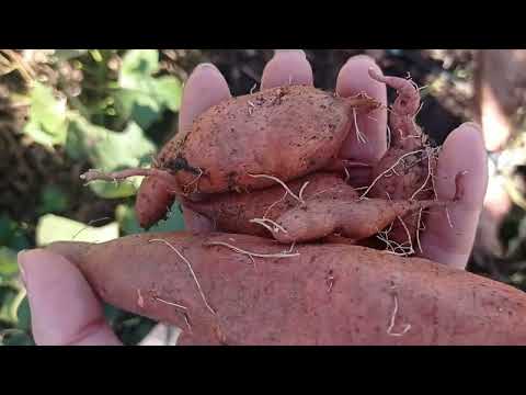 Видео: Отглеждане на батати - сладки картофи | Соларнa градина ♥