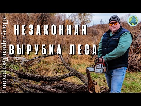 Видео: Незаконная вырубка леса! Уголовная и административная ответственность. Штраф? #ПопулярнаяГеография