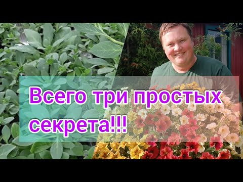 Видео: Посев петунии//3 простых секрета идеальной рассады!