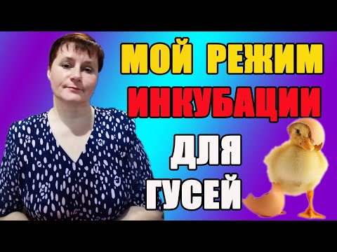 Видео: Режим инкубации для гусиных яиц.