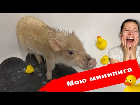 Видео: КАК ПОМЫТЬ СВИНЬЮ, КОТОРАЯ НЕ ЛЮБИТ МЫТЬСЯ