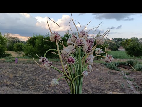 Видео: Як виростити якісну повітряну бульбашку часнику.