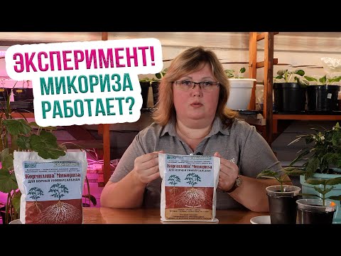 Видео: Микориза для растений. Кормилица Микориза: эксперимент с рассадой от Екатерины Новиковой