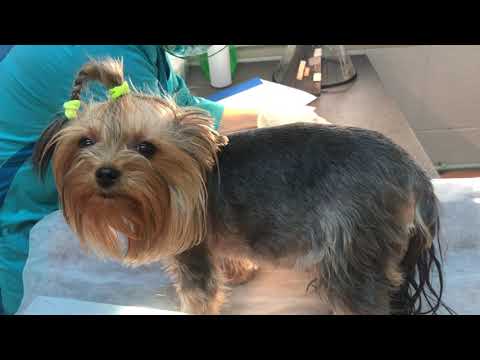 Видео: Первая беременность йорка Лоры