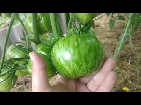 Видео: Помидоры в теплице 31.07.2023