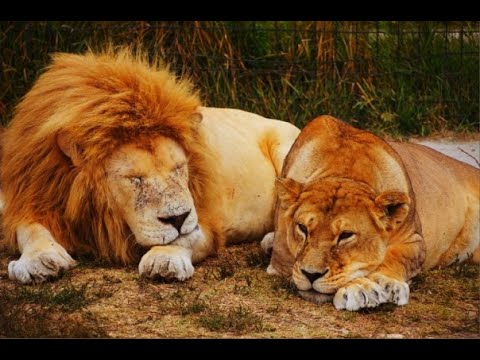 Видео: Почему каналы Тюриной, Трифоновой и Персидской попали в ЧЁРНЫЙ СПИСОК ?