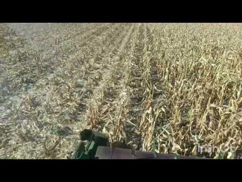 Видео: Не кукурудза а сльози.