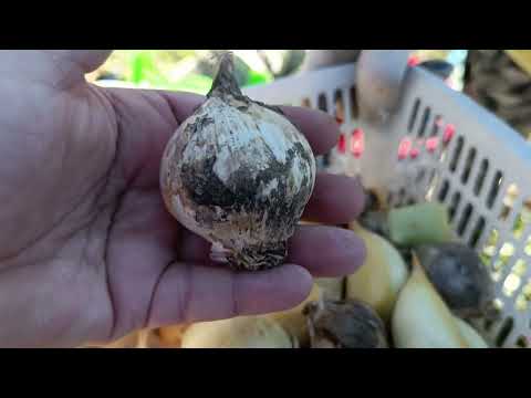 Видео: Слоновый чеснок из Англии