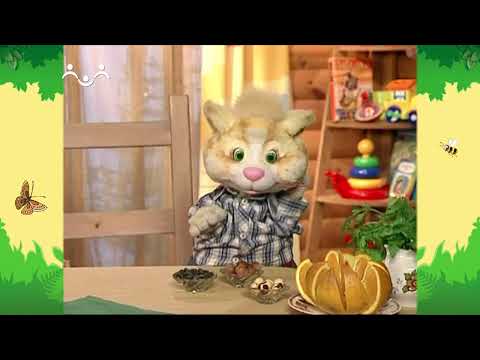 Видео: День в Шишкином Лесу. Зоология. Морские черепахи